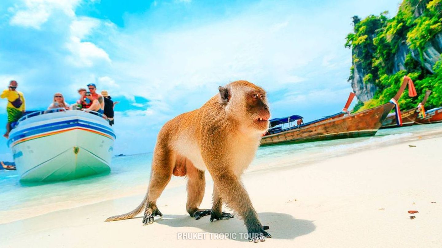 пляж обезьян на острове пхи пхи дон